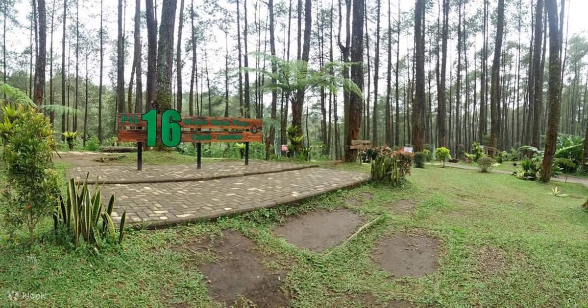 Tiket Hutan Pinus Pal 16 Cikole Lembang Di Bandung Klook Indonesia 6101